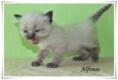 /album/alfonso/alfonso-4-hetes-002-jpg/